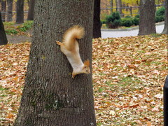 Sciurus vulgaris