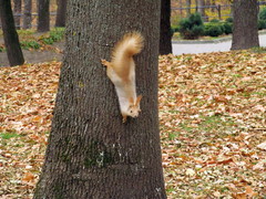 Sciurus vulgaris