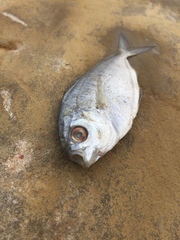 Peprilus triacanthus