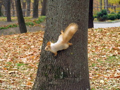 Sciurus vulgaris