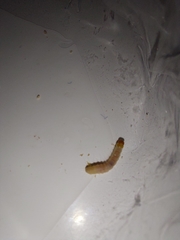 Plodia interpunctella