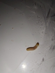 Plodia interpunctella