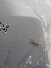 Plodia interpunctella