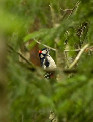 Dendrocopos major