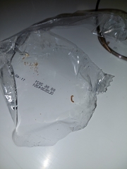 Plodia interpunctella