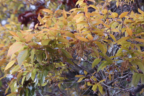 Quercus ocoteifolia