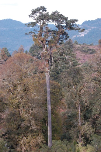 Quercus ocoteifolia
