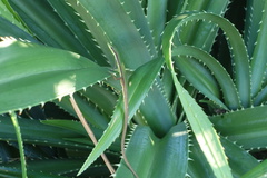 Takydromus smaragdinus