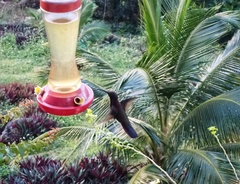 Anthracothorax mango