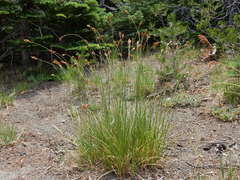 Carex pachystachya