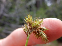 Carex pachystachya