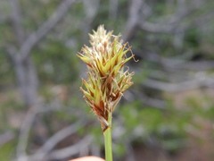 Carex pachystachya