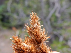 Carex pachystachya