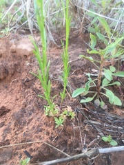 Nuttallanthus texanus