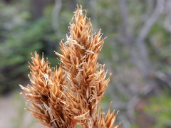 Carex pachystachya