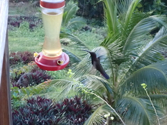 Anthracothorax mango