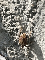 Halyomorpha halys