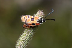 Zygaena hilaris