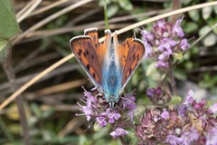 Lycaena alciphron gordius