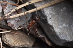 Formica lugubris