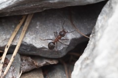 Formica lugubris