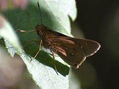 Decinea percosius