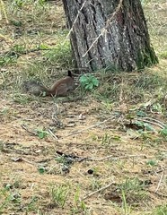 Sciurus vulgaris