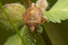 Carpocoris melanocerus