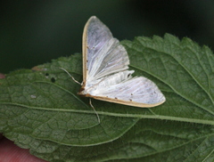 Palpita warrenalis