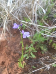Nuttallanthus texanus