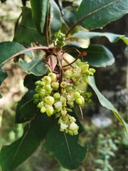 Arbutus madrensis