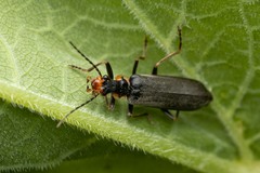 Podabrus alpinus