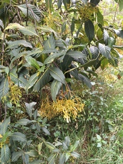 Palicourea lineariflora