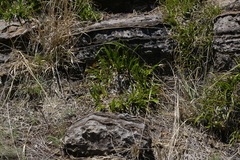 Xerophyta adendorffii