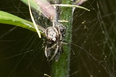 Zygiella montana