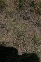 Setaria sphacelata sphacelata