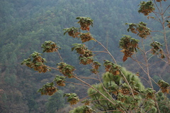 Lippia substrigosa