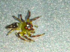 Acragas trimaculatus