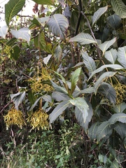 Palicourea lineariflora