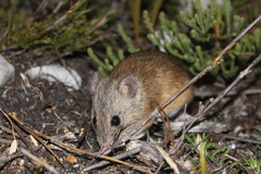 Acomys subspinosus
