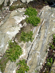 Lepidium oligodontum