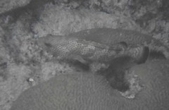 Epinephelus guttatus