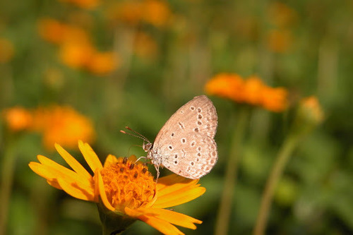 Zizeeria karsandra
