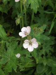 Geranium flanaganii
