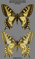 Papilio machaon aliaska