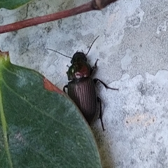 Harpalus distinguendus