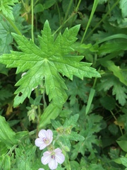 Geranium flanaganii