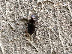 Harpalus distinguendus