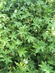 Geranium flanaganii