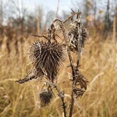 Cirsium vulgare